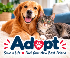 A happy golden retriever and gray tabby cat together, representing pet adoption and finding a loving home.