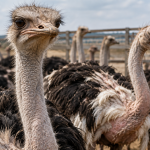 The Hidden Cruelty Behind Ostrich Feathers in Fashion